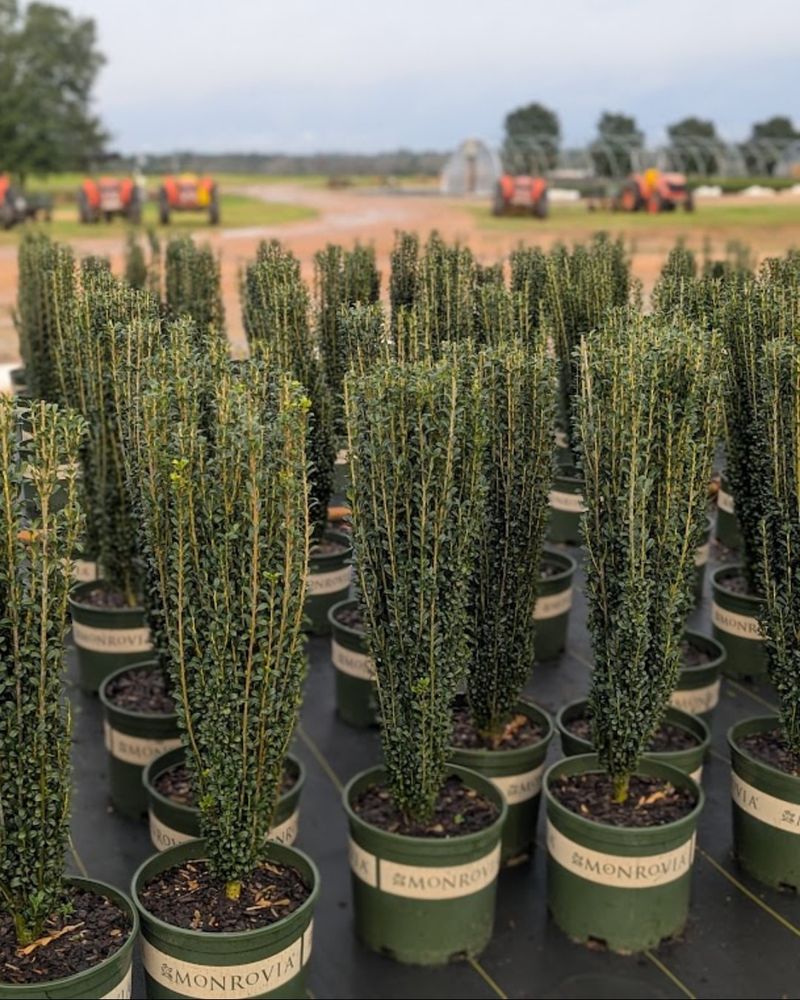 Japanese Holly