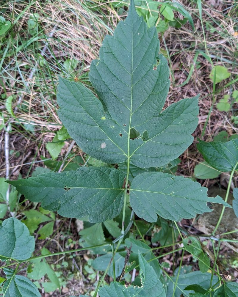 Poison Ivy: The Three-Leaved Terror