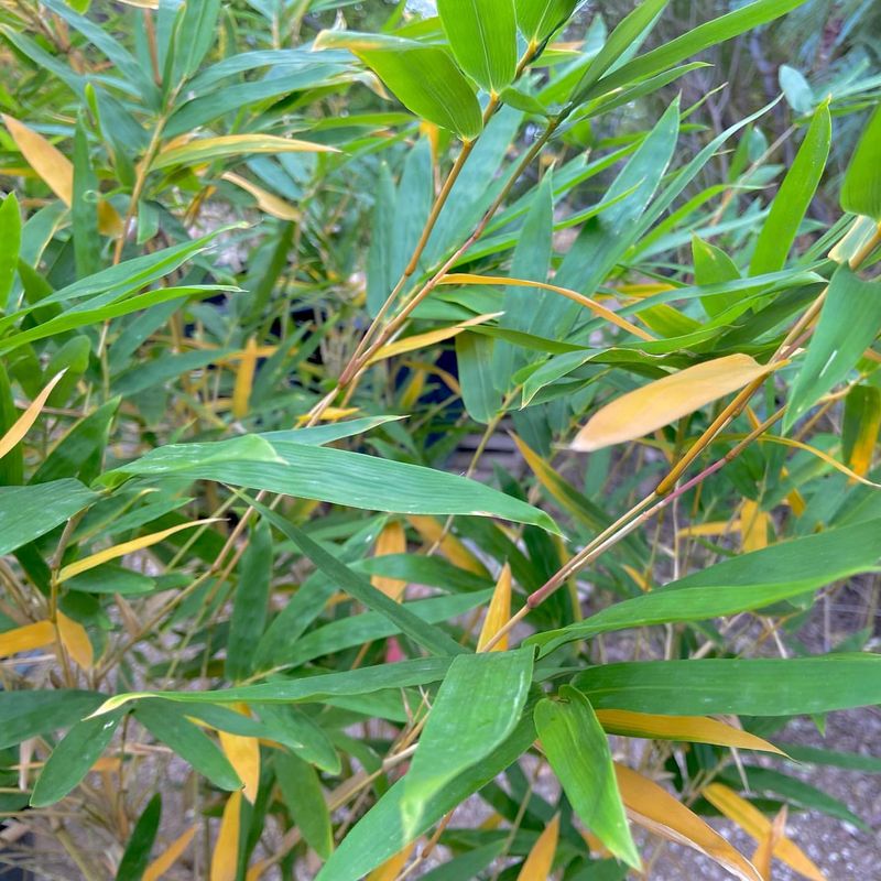 Bamboo: The Backyard Boundary-Crosser