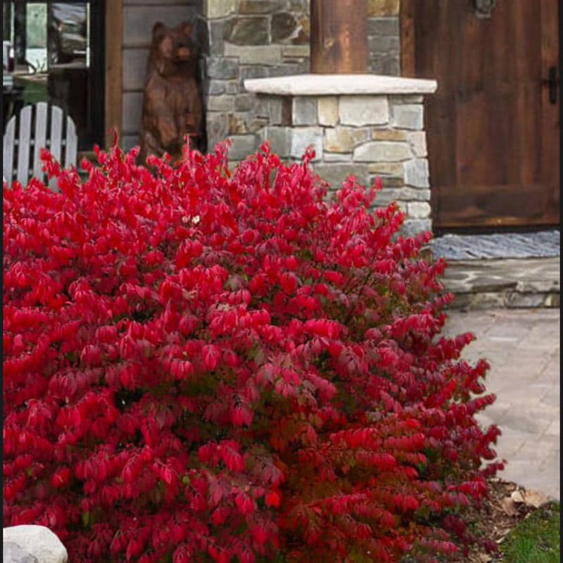Invasive Burning Bush Hedges