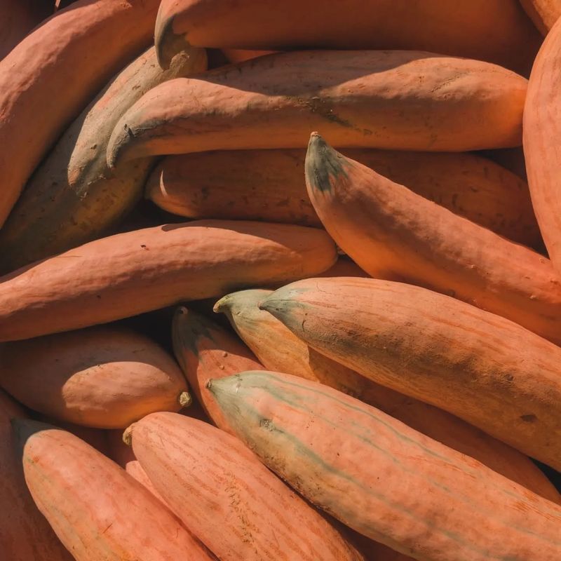 Candy Roaster Squash
