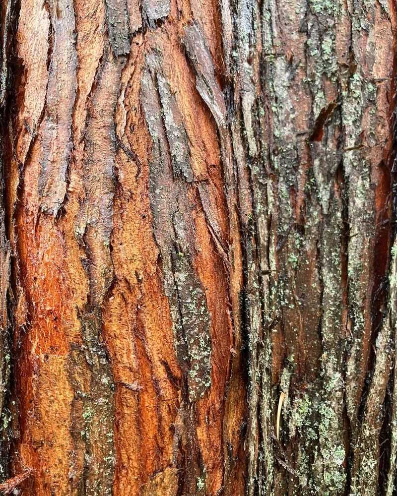 Peeling Bark With Discolored Areas
