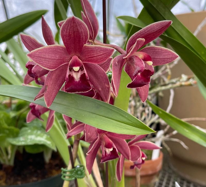 Cymbidium Canaliculatum