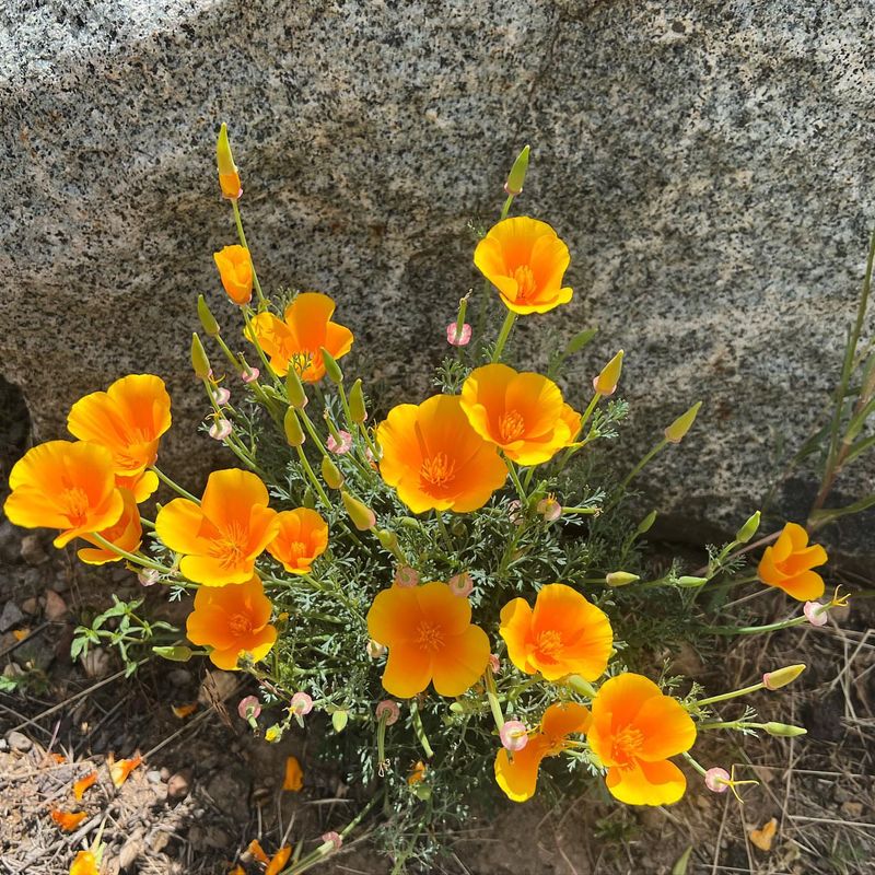 Alpine Poppy