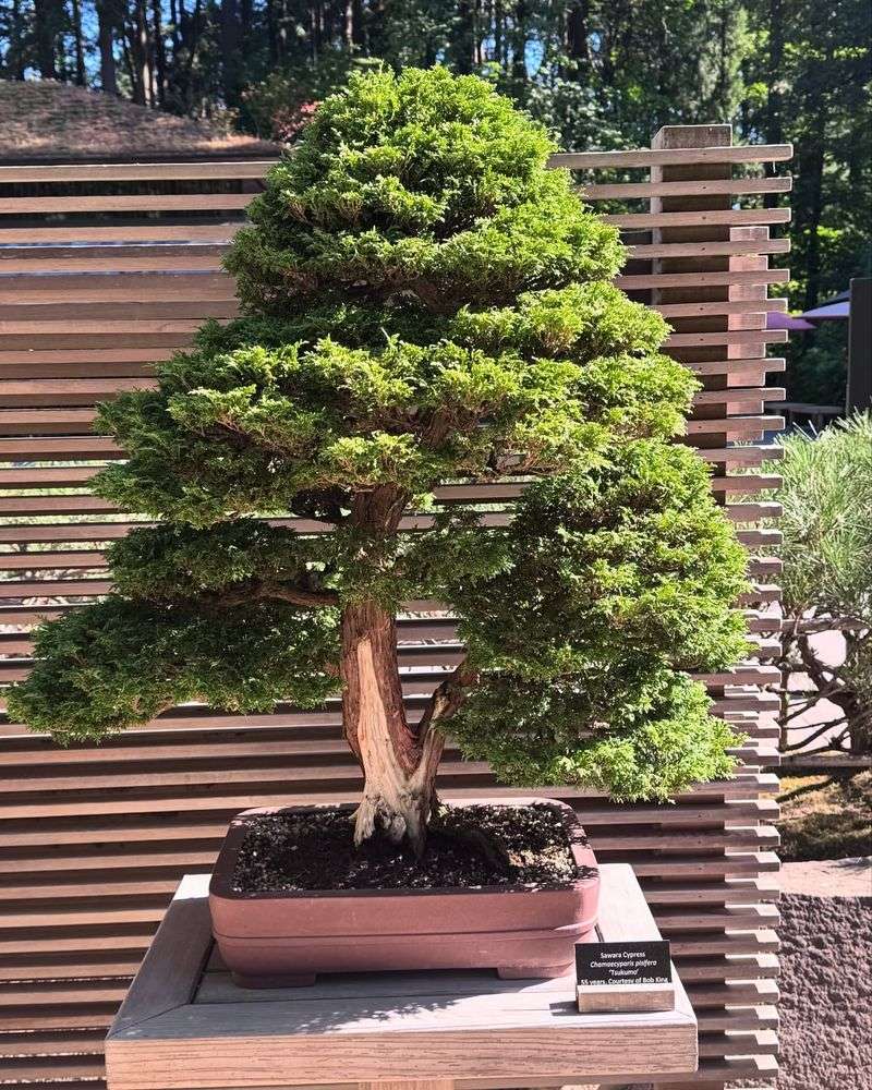 Authentic Bonsai Collection