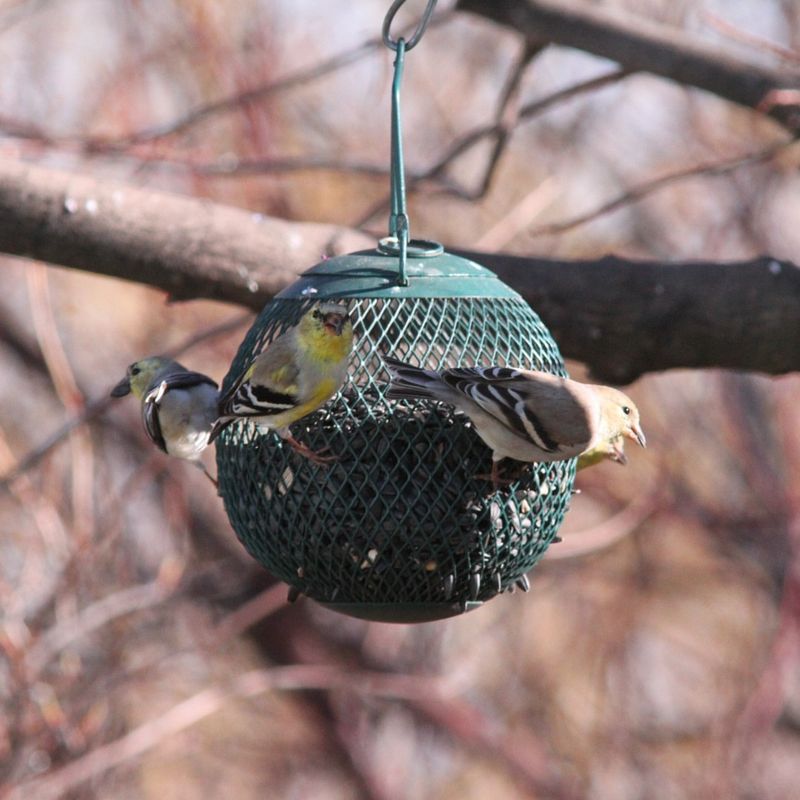 Backyard Wildlife Feeding Stations