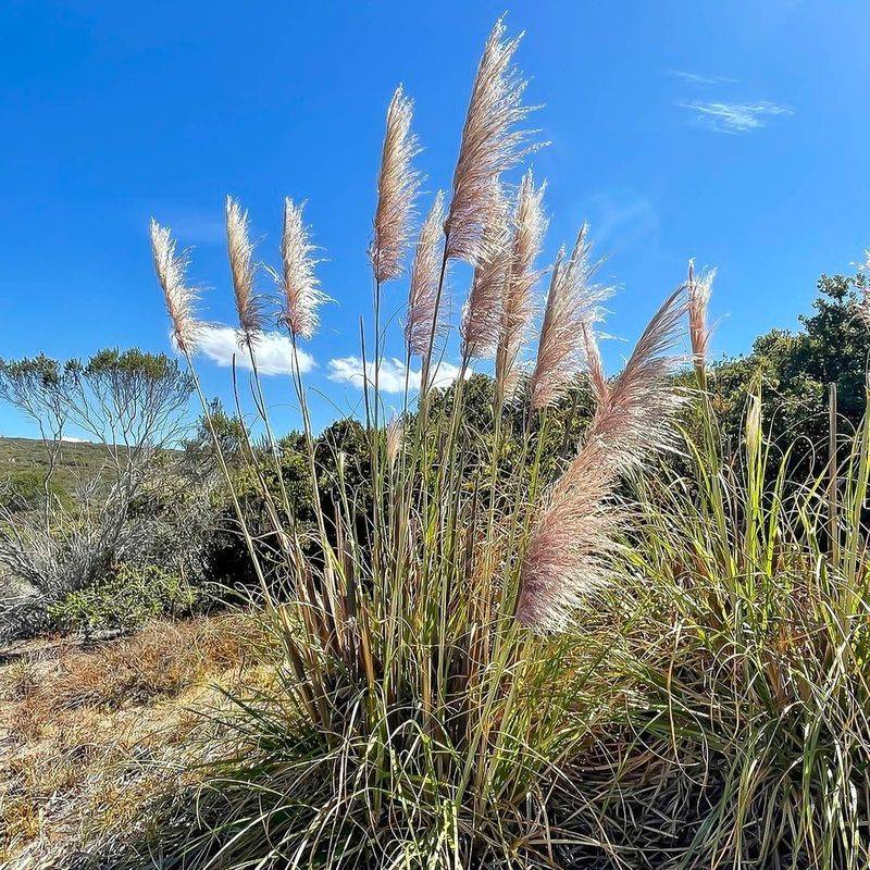 Invasive Ornamental Grasses