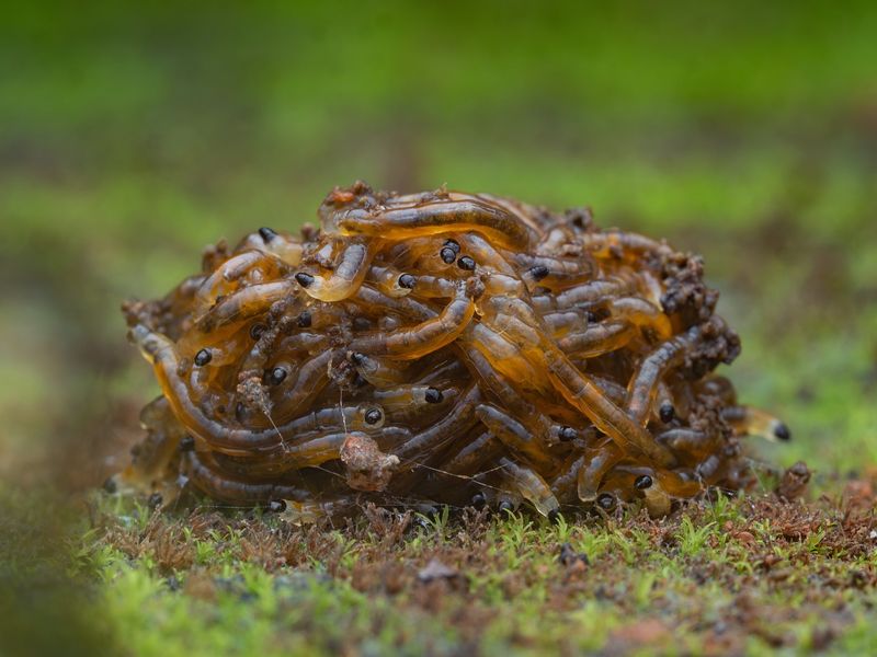 Soil Gnats: Moisture-Seeking Larvae