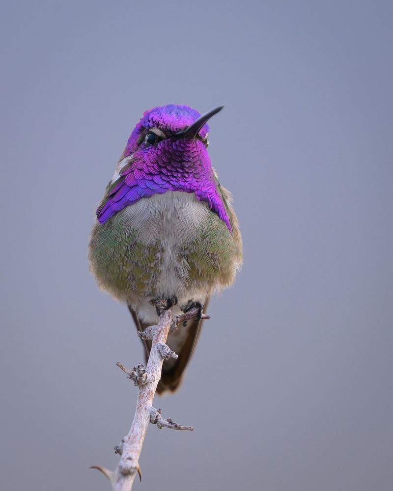 Costa's Hummingbird