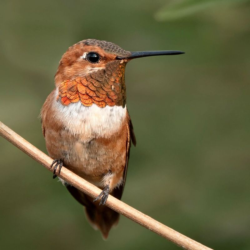 Rufous Hummingbird