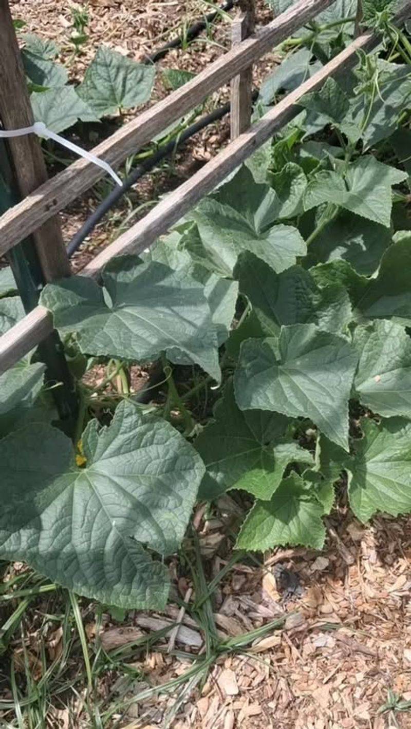 Cucumbers
