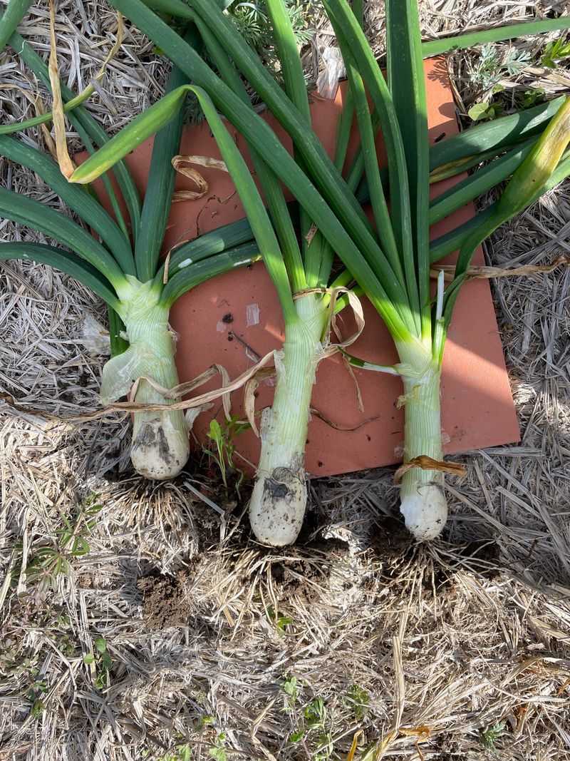 Onions