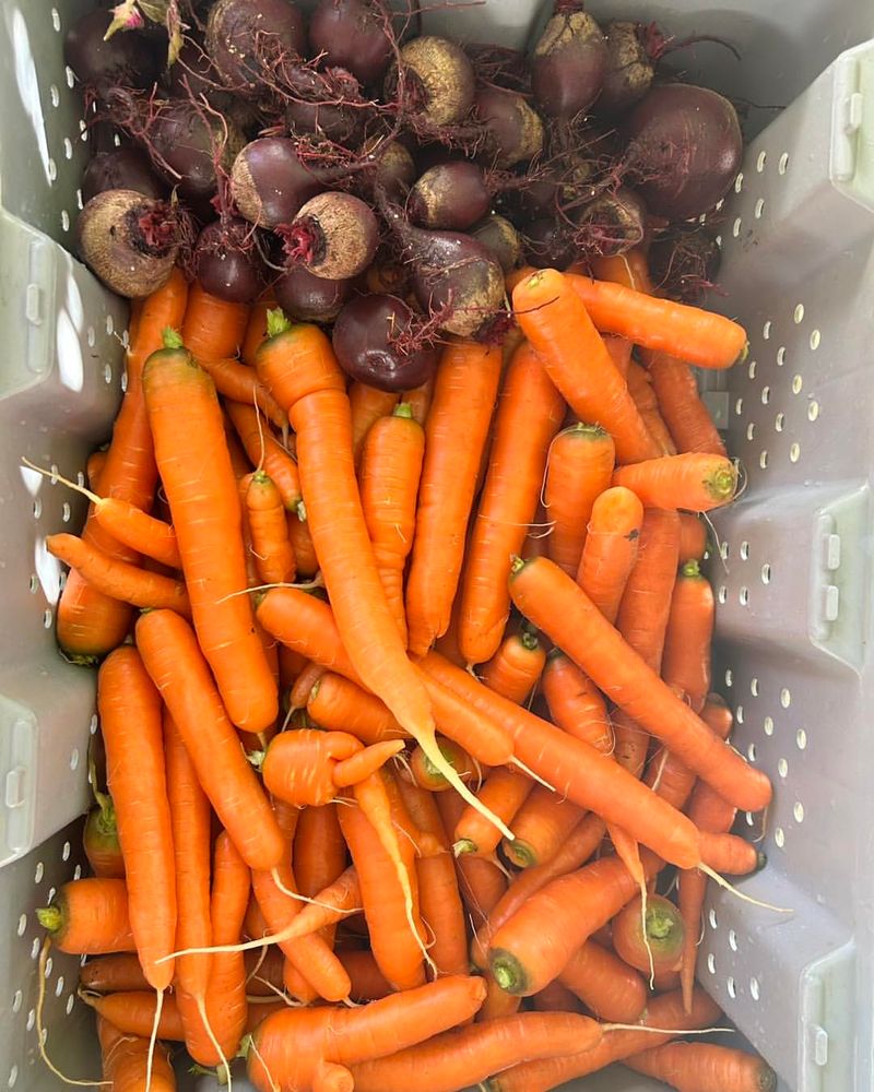 Carrots: Sweet Winter Keepers