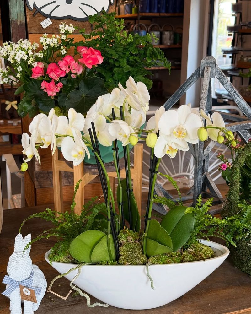 Orchids: Florida's Favorite Bloomers