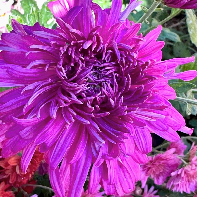 Mammoth Lavender Cushion Mum