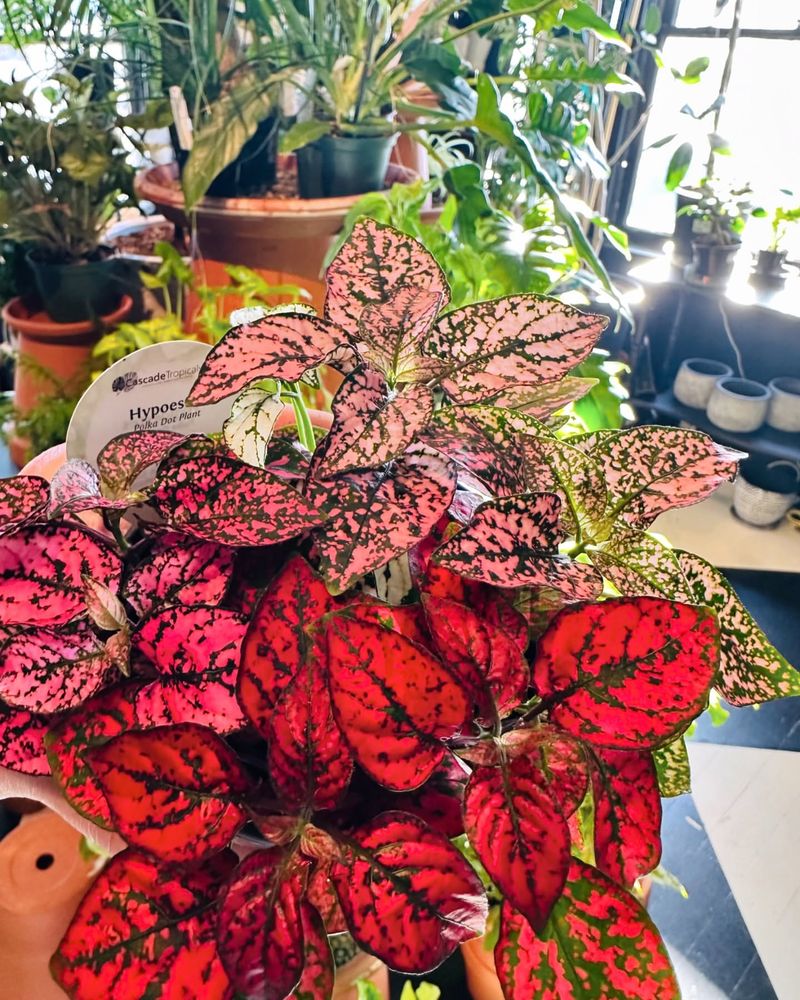 Polka Dot Plant: Speckled Foliage For Colorful Contrast