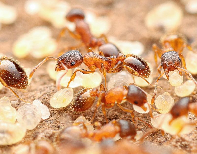 European Fire Ant