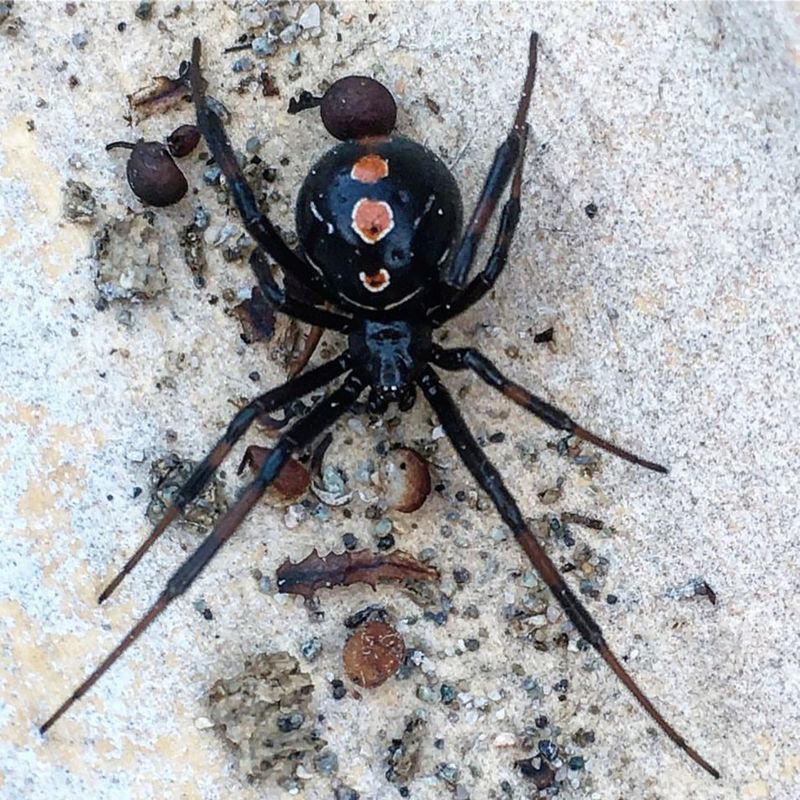 Black Widow Spider