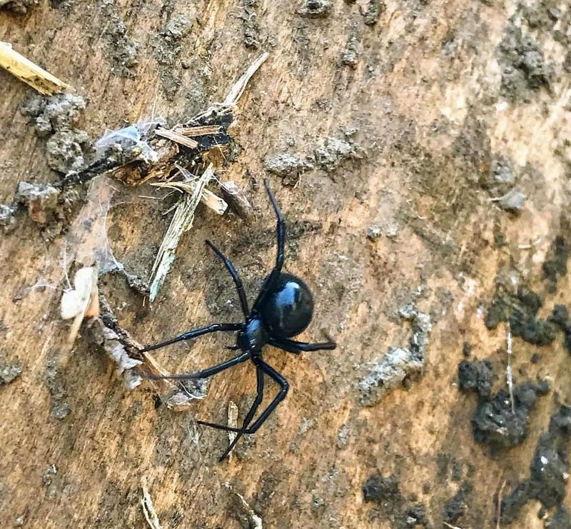 Black Widow Spiders Under Planters