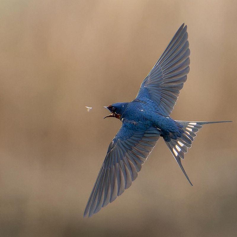 Barn Swallows: Flying Insect Interceptors