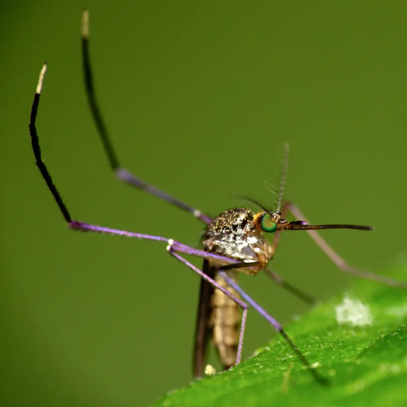 Asian Tiger Mosquitoes