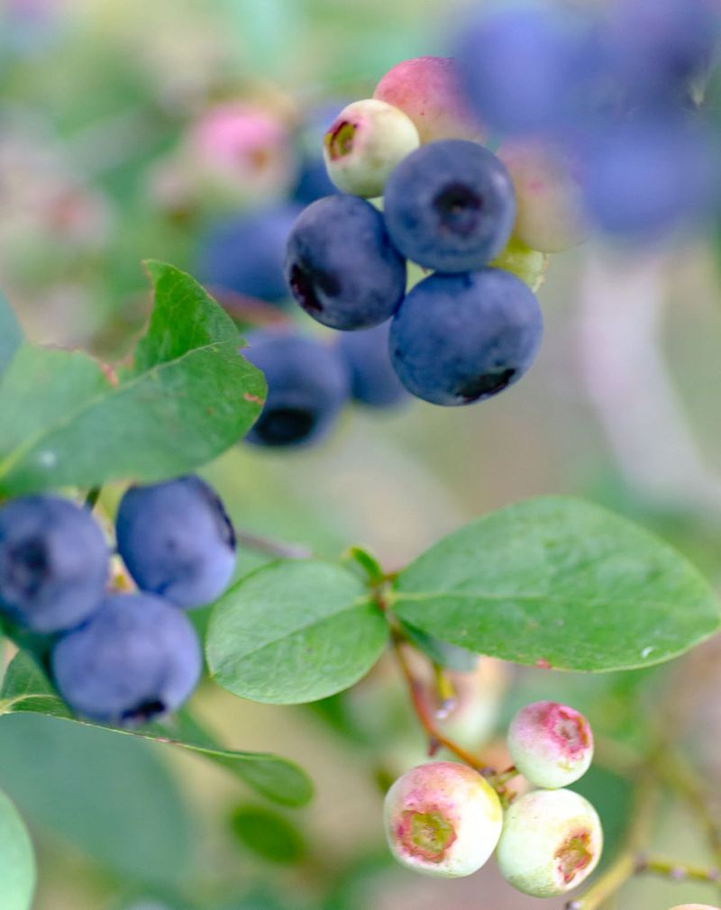 Berry-Producing Garden Corners