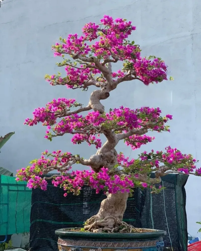 Bougainvillea