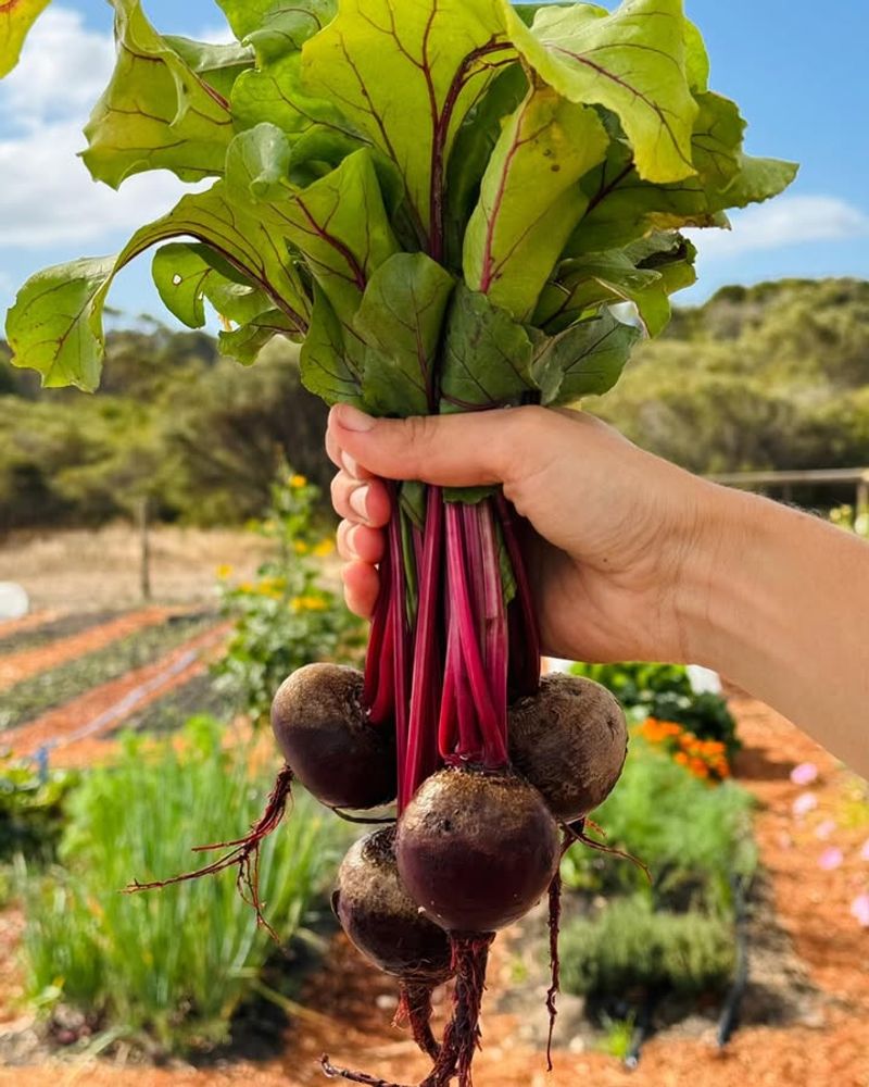 Beets