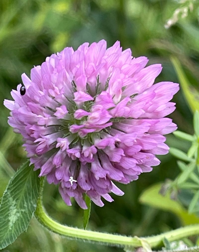 Red Clover