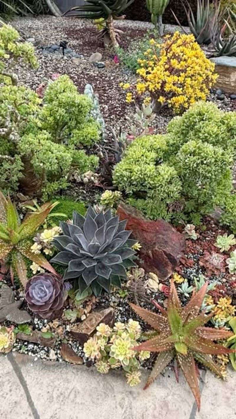 Succulent Gardens That Wow