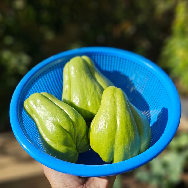 Select California-Friendly Varieties