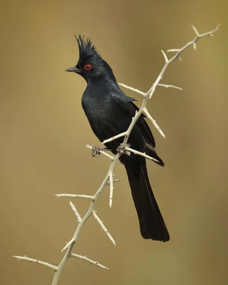 Phainopepla