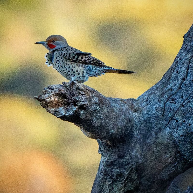 Woodpeckers