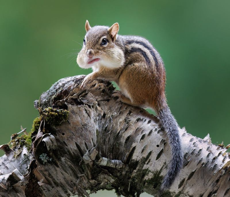 Eastern Chipmunk