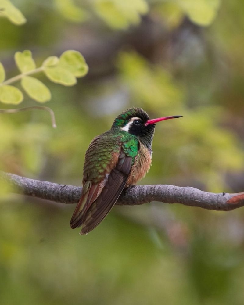 Xantus's Hummingbird