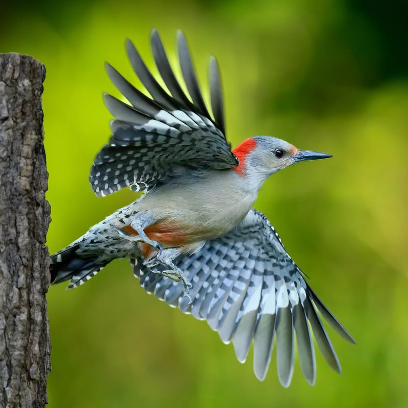 Woodpeckers: Protected Despite Their Noisy Habits