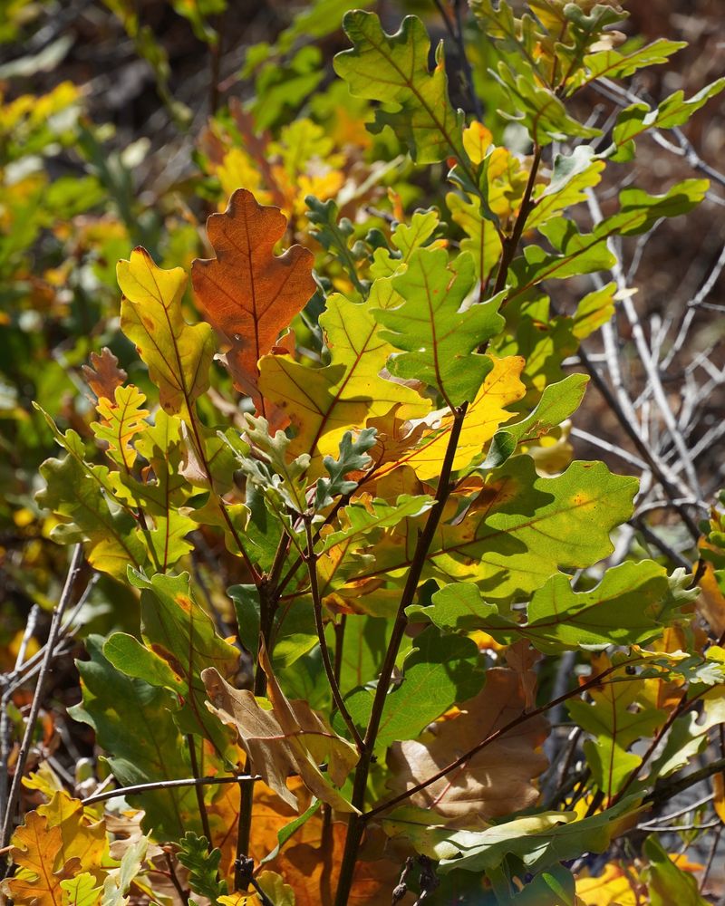Gambel Oak