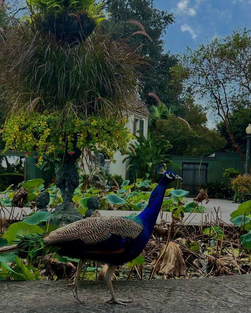 Windrush Gardens