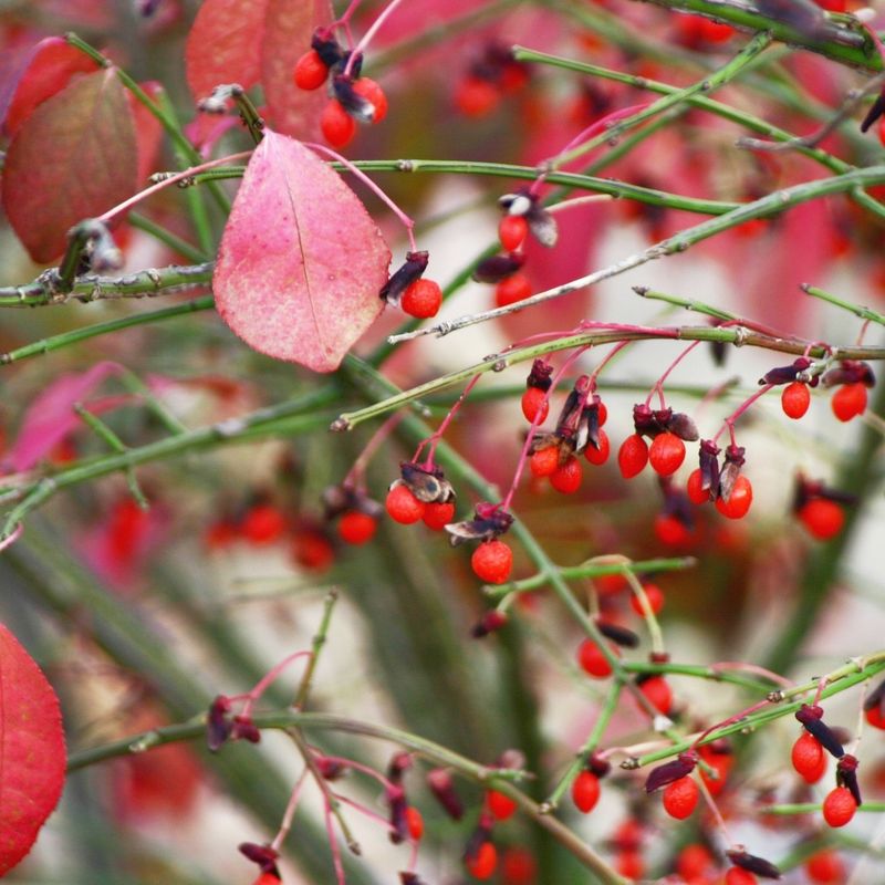 Privet's Persistent Problem