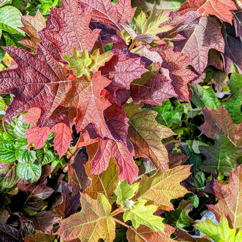 Oakleaf Hydrangea