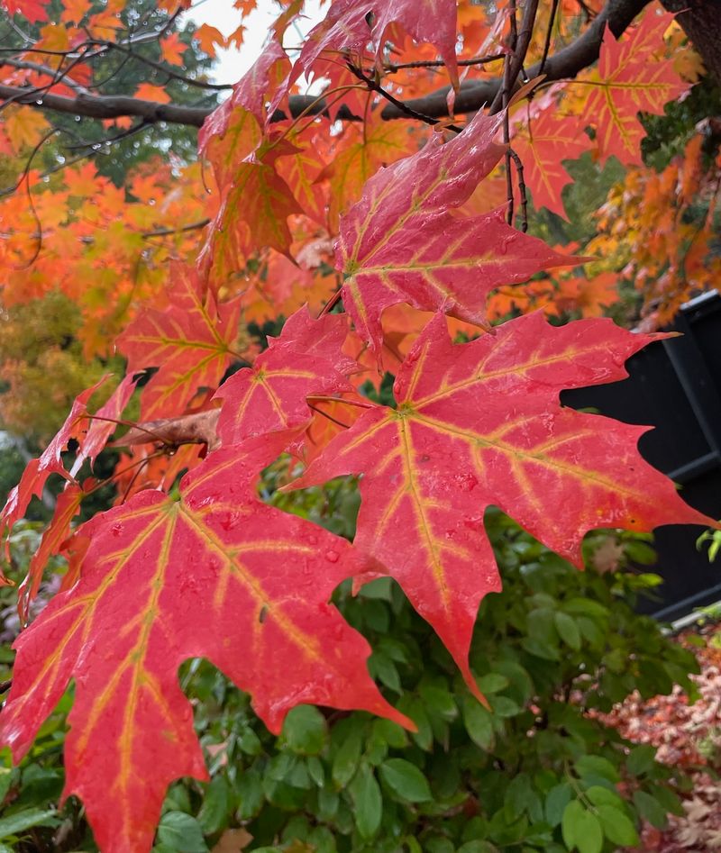 Sugar Maple (Acer saccharum)
