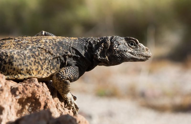 Chuckwalla Lizard