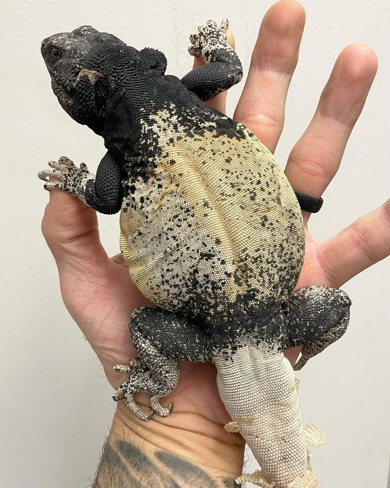 Chuckwalla Lizard