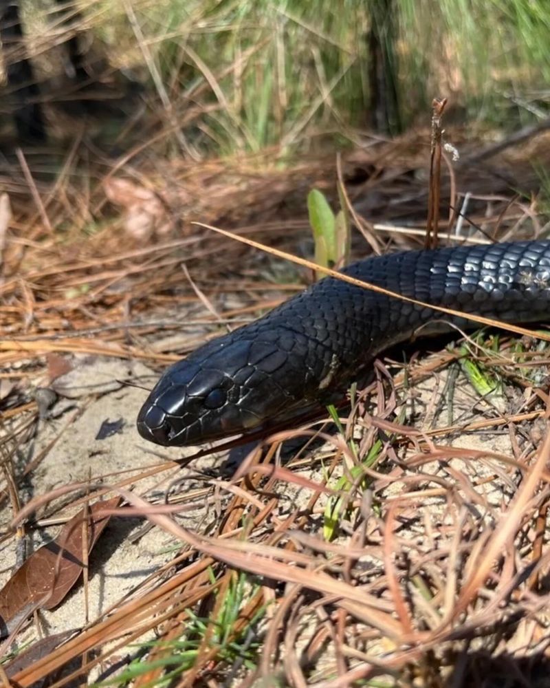 Eastern Indigo Snakes Under Shrubs