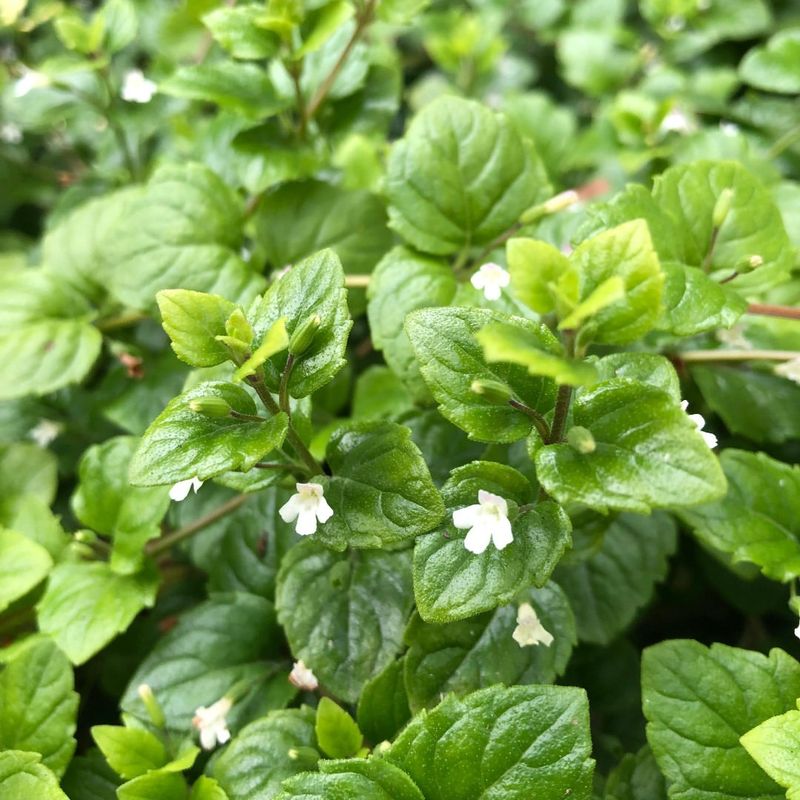 Yerba Buena