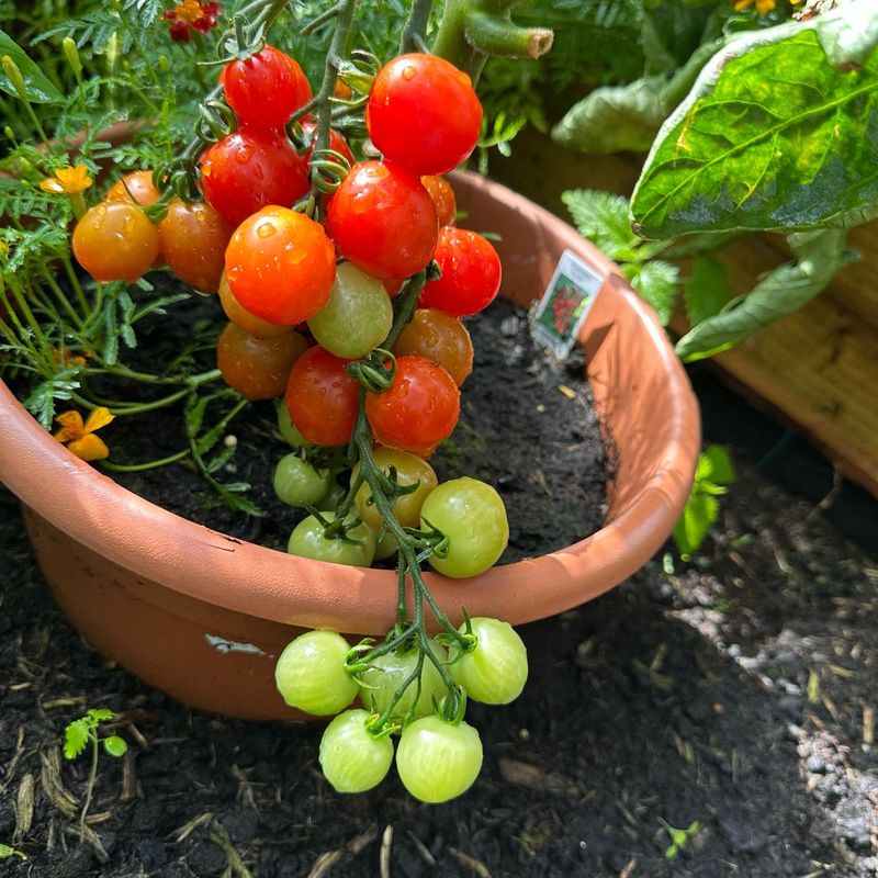 Cherry Tomatoes