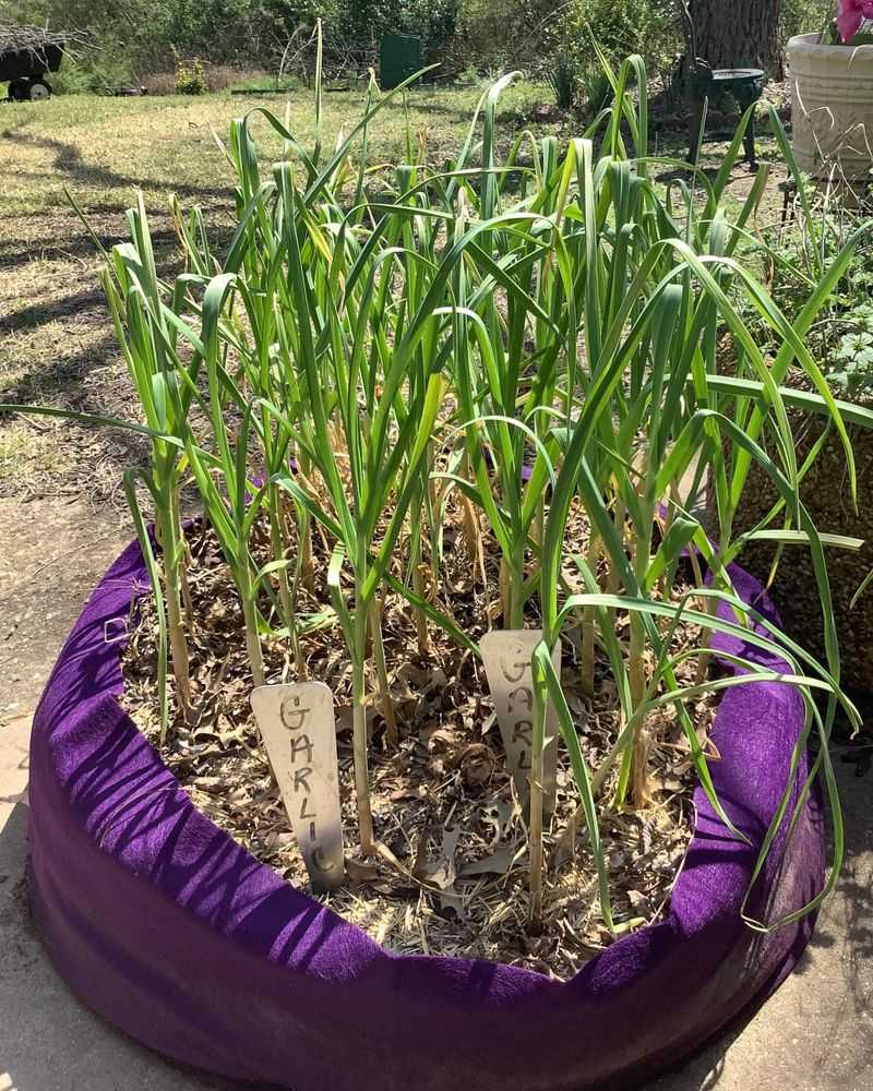 Garlic: A Culinary Essential
