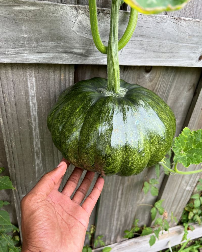 Calabaza Squash: Heat-Defying Pumpkin