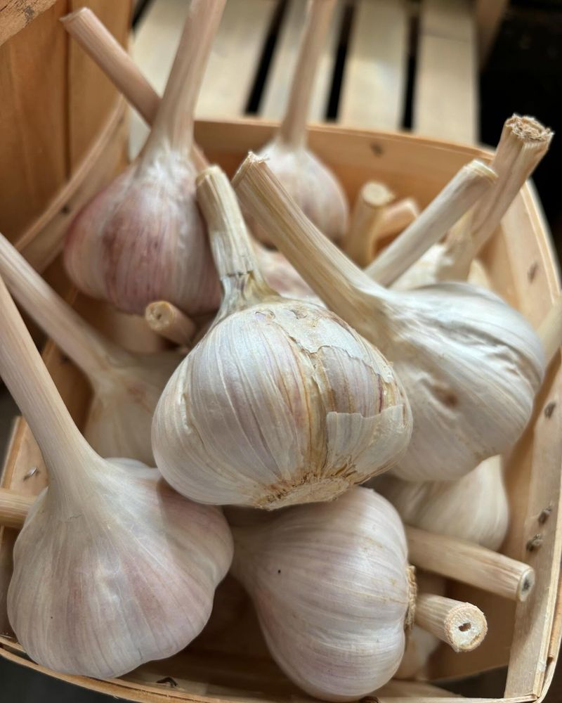 Garlic For Fall Planting