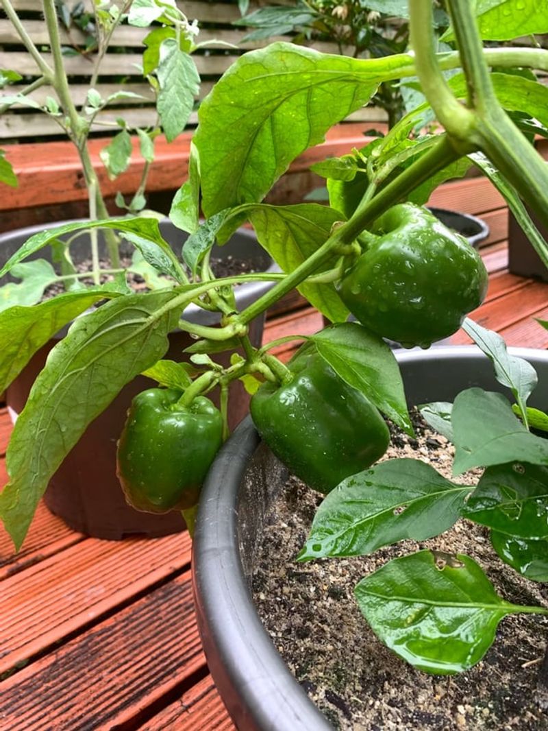 Peppers Perfect For Porch Growing